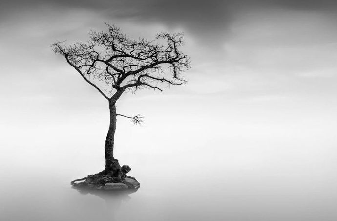 Fotografía en blanco y negro de un árbol en un lago