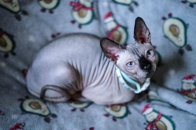 Una foto vibrante de un gato Spinx en una manta estampada