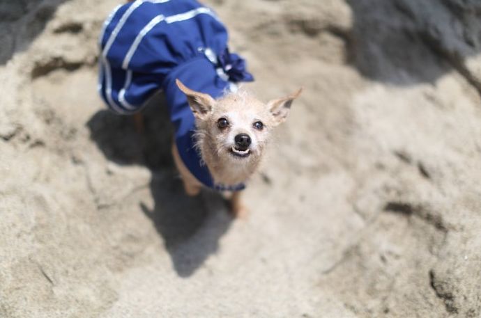 Lindo retrato de mascota de un perro pequeño con un vestido azul y mirando a la cámara - consejos de fotografía de eventos