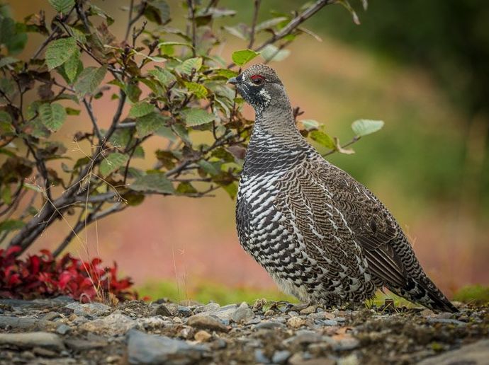 Un pájaro descansando sobre la grava junto a un pequeño arbusto: el mejor objetivo para la fotografía de vida salvaje