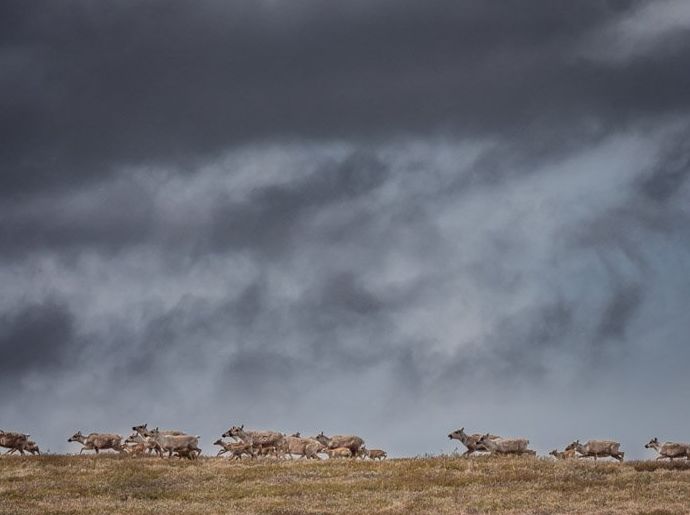 Una fotografía de vida silvestre de una manada de caribúes migrando en un día tormentoso