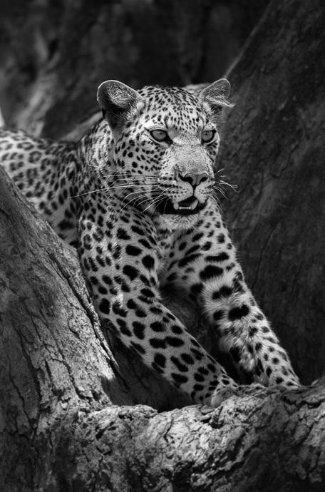 Un retrato en blanco y negro de un leopardo capturado con una lente de vida silvestre
