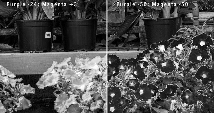 Dos fotos comparando flores con halo.