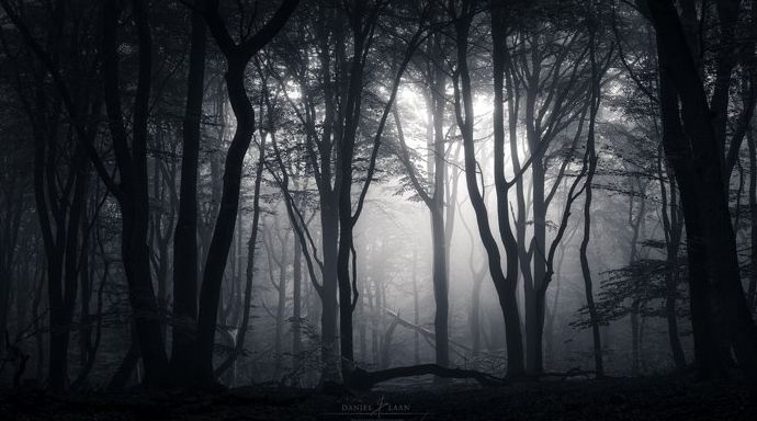 Fotografía en blanco y negro de un bosque. Fotografía artística de paisaje.