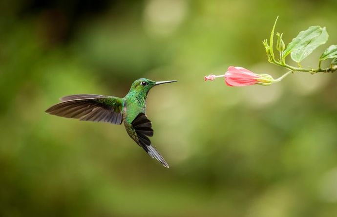 una foto de un colibrí verde flotando junto a una flor rosa