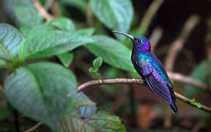 una foto de un colibrí azul y morado posado en una rama