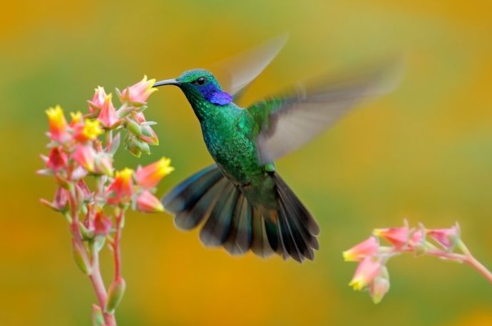 una foto de un colibrí verde y azul en vuelo alimentándose de una flor rosa y amarilla