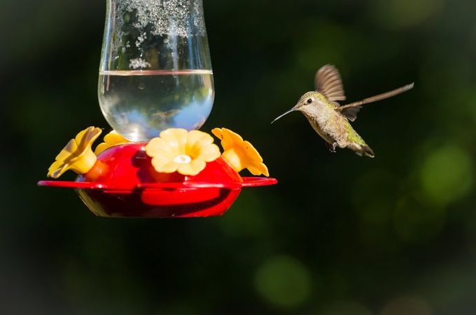 una foto de un colibrí volando hacia un comedero para pájaros