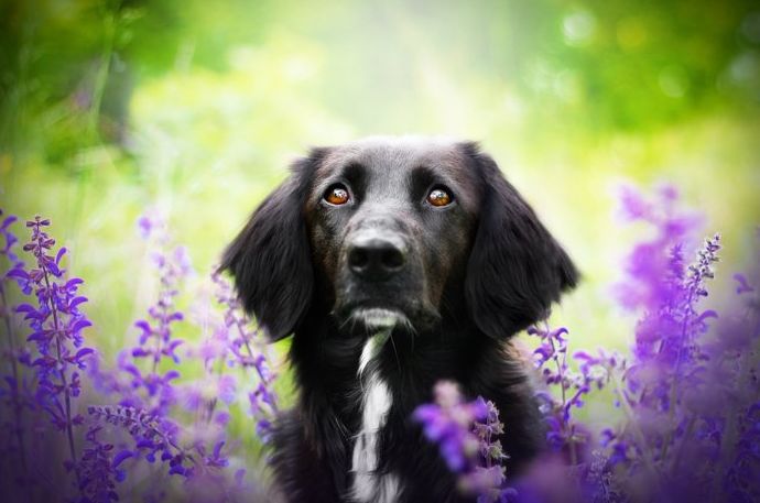 Lindo retrato de mascota de un perro negro en medio de flores de color púrpura