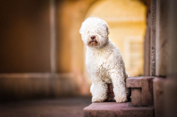 Lindo retrato de mascota de un perro blanco