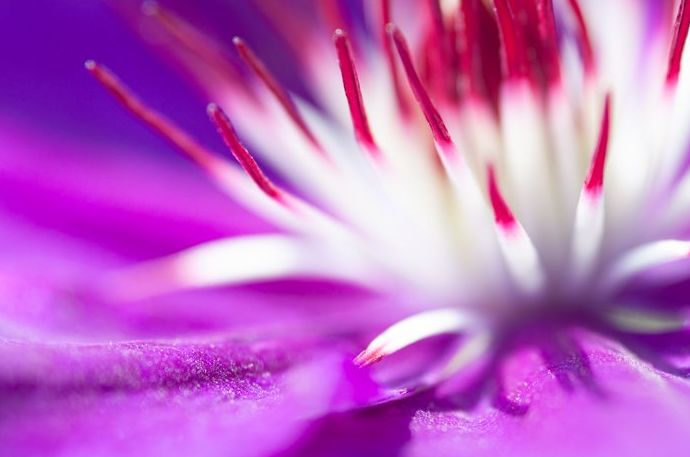 Impresionante imagen macro de una flor morada y blanca