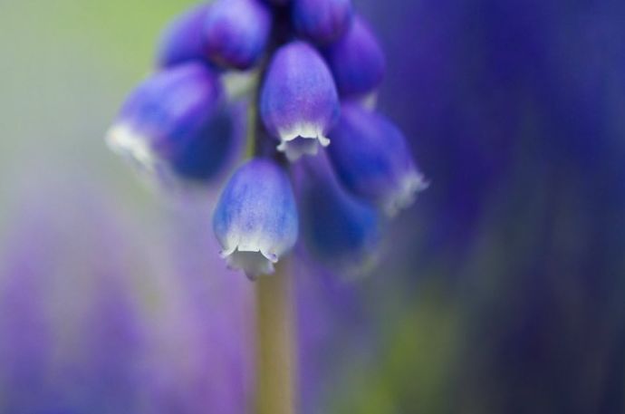 Impresionante imagen macro de una flor azul