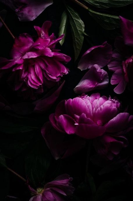 Foto oscura y malhumorada de flores lilas.