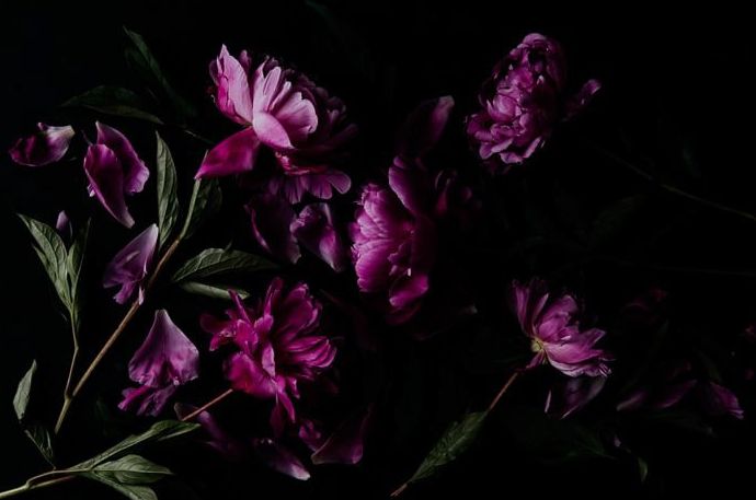 Estampado fotográfico floral morado oscuro