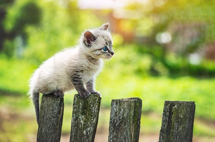 Imagen de un pequeño gato gatito con ojos azules en una valla de madera