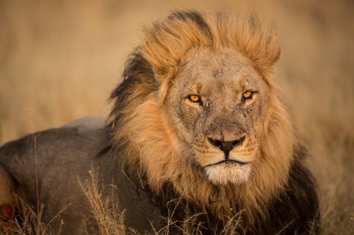 Un impresionante retrato de un león macho descansando - fotografía de safari