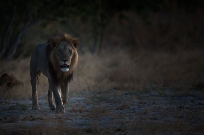 Imagen de vida silvestre atmosférica de un león caminando hacia la cámara - Consejos de fotografía de safari